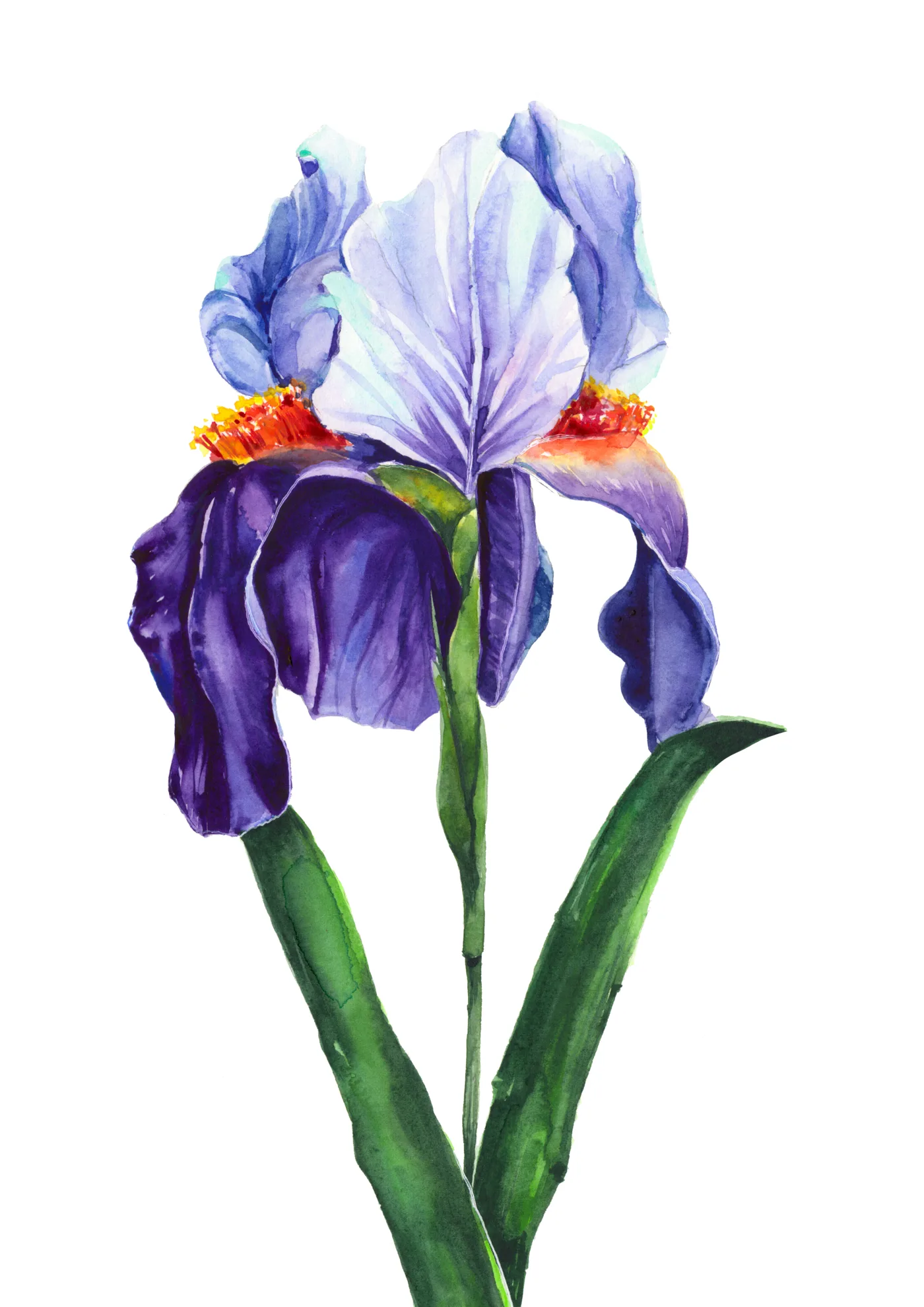 Blue Iris, watercolor art print