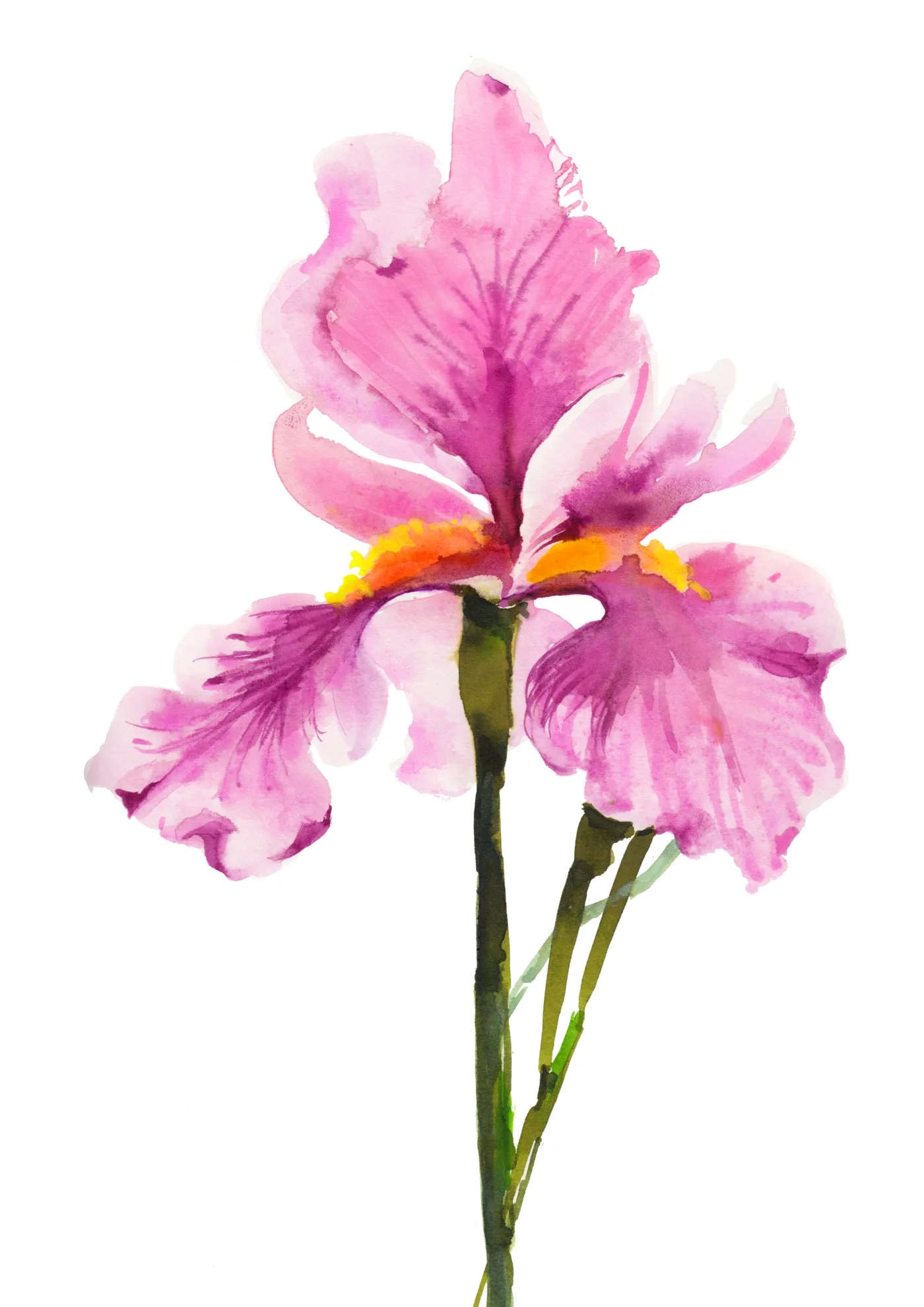 Pink Iris, watercolor art print